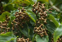 6?椹iR?[z兄?(13mnnimo54的54是什么)-玖鼎体育平台